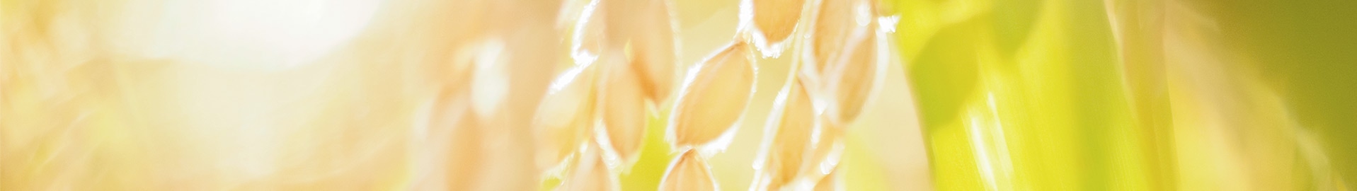 研究開発の歴史